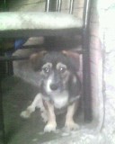 pitufo